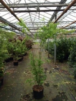 Japanse Esdoorn (Acer Palmatum 'Aoyagi') -Directplant Winkel acer palmatum aoyagi 175 200