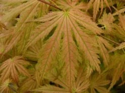 Japanse Esdoorn (Acer Palmatum 'Ariadne') -Directplant Winkel acer palmatum ariadne 1 1