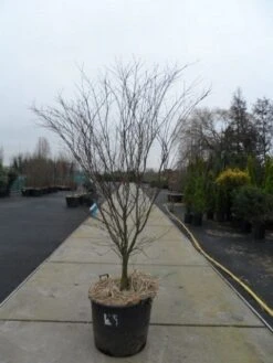 Japanse Esdoorn (Acer Palmatum 'Atropurpureum') -Directplant Winkel acer palmatum atropurpureum 200 250 c110