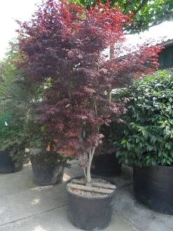 Japanse Esdoorn (Acer Palmatum 'Atropurpureum') -Directplant Winkel acer palmatum atropurpureum 250 300 c285