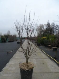 Japanse Esdoorn (Acer Palmatum 'Fireglow') -Directplant Winkel acer palmatum atropurpureum fireglow 200 250 c110 1