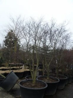 Japanse Esdoorn (Acer Palmatum 'Fireglow') -Directplant Winkel acer palmatum atropurpureum fireglow 250 300 c500