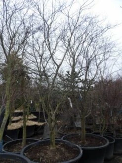 Japanse Esdoorn (Acer Palmatum 'Fireglow') -Directplant Winkel acer palmatum atropurpureum fireglow 250 300 c500 2