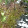 Japanse Esdoorn (Acer Palmatum 'Beni-komachi') -Directplant Winkel acer palmatum beni komachi