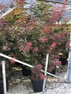 Japanse Esdoorn (Acer Palmatum 'Bloodgood') -Directplant Winkel acer palmatum bloodgood