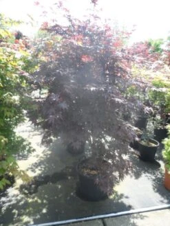 Japanse Esdoorn (Acer Palmatum 'Bloodgood') -Directplant Winkel acer palmatum bloodgood 150 175 c50 extra