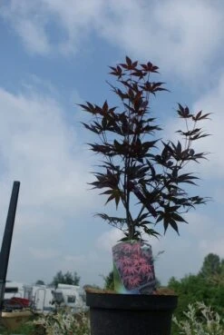 Japanse Esdoorn (Acer Palmatum 'Bloodgood') -Directplant Winkel acer palmatum bloodgood 1 1