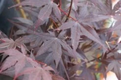 Japanse Esdoorn (Acer Palmatum 'Bloodgood') -Directplant Winkel acer palmatum bloodgood 2