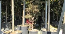 Japanse Esdoorn (Acer Palmatum 'Butterfly') -Directplant Winkel acer palmatum butterfly 100 125 1