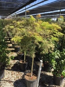 Japanse Esdoorn Op Stam (Acer Palmatum 'Viridis') -Directplant Winkel acer palmatum dis. viridis op stam c20