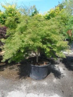 Japanse Esdoorn (Acer Palmatum 'Dissectum') -Directplant Winkel acer palmatum dissectum 125 150 175 c200 struikvorm extra