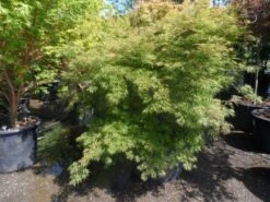Japanse Esdoorn (Acer Palmatum 'Dissectum') -Directplant Winkel acer palmatum dissectum 125 150 175 c200 struikvorm extra 2 1