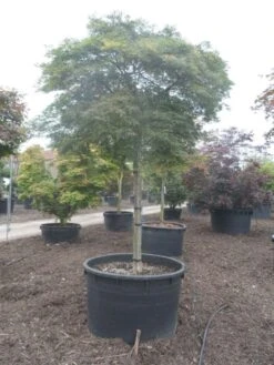 Japanse Esdoorn (Acer Palmatum 'Dissectum') -Directplant Winkel acer palmatum dissectum 25 30ho c750 2 1
