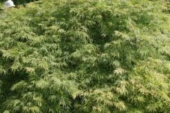 Japanse Esdoorn (Acer Palmatum 'Dissectum') -Directplant Winkel acer palmatum dissectum 2 1