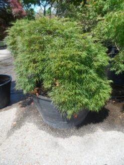 Japanse Esdoorn (Acer Palmatum 'Dissectum') -Directplant Winkel acer palmatum dissectum 60stam c500 extra 1