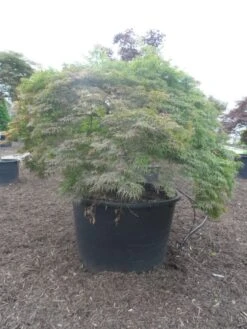 Japanse Esdoorn (Acer Palmatum 'Dissectum') -Directplant Winkel acer palmatum dissectum halfstam c750 solitair extra 2