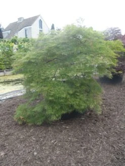 Japanse Esdoorn (Acer Palmatum 'Dissectum') -Directplant Winkel acer palmatum dissectum halfstam c750 solitair extra 4