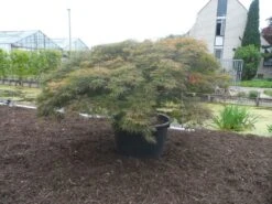 Japanse Esdoorn (Acer Palmatum 'Dissectum') -Directplant Winkel acer palmatum dissectum rubrum solitair extra