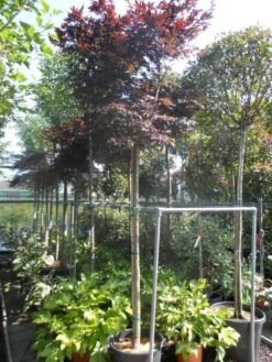 Japanse Esdoorn (Acer Palmatum 'Fireglow') -Directplant Winkel acer palmatum fireglow 12 14ho cont