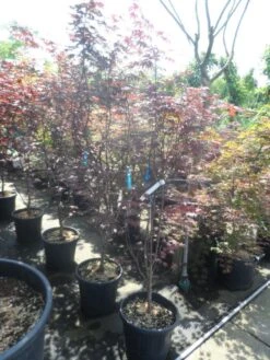 Japanse Esdoorn (Acer Palmatum 'Fireglow') -Directplant Winkel acer palmatum fireglow 150 175 c35