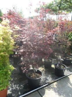 Japanse Esdoorn (Acer Palmatum 'Fireglow') -Directplant Winkel acer palmatum fireglow 150 175 c50 1