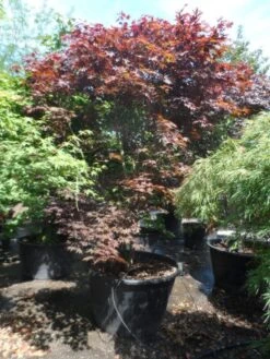 Japanse Esdoorn (Acer Palmatum 'Fireglow') -Directplant Winkel acer palmatum fireglow 250 300 c500