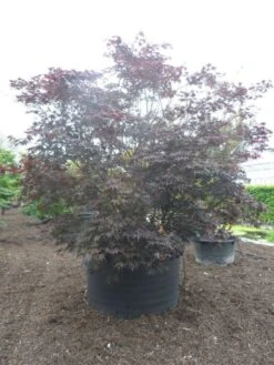 Japanse Esdoorn (Acer Palmatum 'Fireglow') -Directplant Winkel acer palmatum fireglow solitair c1500 extra