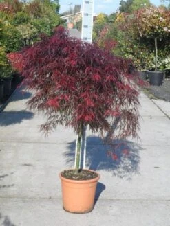 Japanse Esdoorn (Acer Palmatum 'Garnet') 18 Japanse Esdoorn (Acer Palmatum 'Garnet') -Directplant Winkel acer palmatum garnet halfstam c25