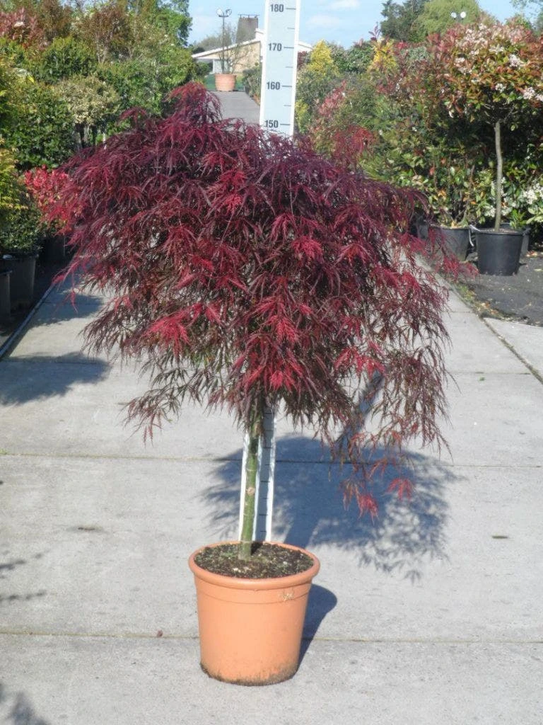 Japanse Esdoorn (Acer Palmatum 'Garnet') 7 Japanse Esdoorn (Acer Palmatum 'Garnet') - Afbeelding 5