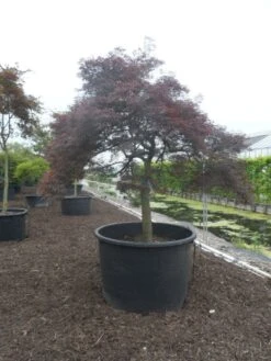 Japanse Esdoorn (Acer Palmatum 'Garnet') 23 Japanse Esdoorn (Acer Palmatum 'Garnet') -Directplant Winkel acer palmatum garnet halfstam c750 solitair extra 4