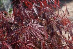 Japanse Esdoorn (Acer Palmatum 'Inabe-shidare') -Directplant Winkel acer palmatum inaba shidare 1