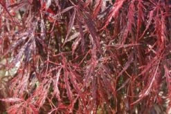 Japanse Esdoorn (Acer Palmatum 'Inabe-shidare') -Directplant Winkel acer palmatum inaba shidare 2