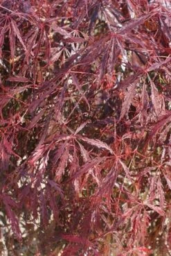 Japanse Esdoorn (Acer Palmatum 'Inabe-shidare') -Directplant Winkel acer palmatum inaba shidare 4