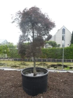 Japanse Esdoorn (Acer Palmatum 'Inabe-shidare') -Directplant Winkel acer palmatum inabe shidare 20 25ho c750