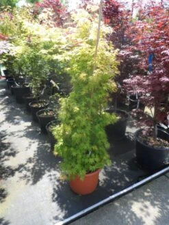 Japanse Esdoorn (Acer Palmatum 'Orange Dream') -Directplant Winkel acer palmatum orange dream 125 150 c25 1
