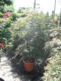 Japanse Esdoorn (Acer Palmatum 'Ornatum') 20 Japanse Esdoorn (Acer Palmatum 'Ornatum') -Directplant Winkel acer palmatum ornatum 125 150 c25 1