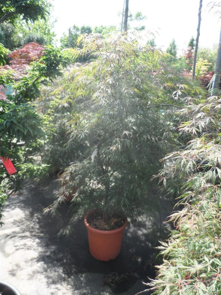 Japanse Esdoorn (Acer Palmatum 'Ornatum') 11 Japanse Esdoorn (Acer Palmatum 'Ornatum') - Afbeelding 9