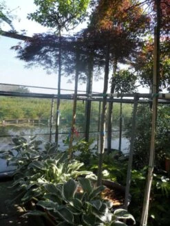 Japanse Esdoorn (Acer Palmatum 'Ornatum') 21 Japanse Esdoorn (Acer Palmatum 'Ornatum') -Directplant Winkel acer palmatum ornatum 180 200stam 10 12 1