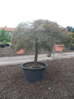 Japanse Esdoorn (Acer Palmatum 'Ornatum') -Directplant Winkel acer palmatum ornatum halfstam c500 solitair extra