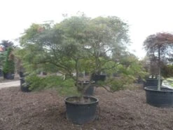 Japanse Esdoorn (Acer Palmatum 'Ornatum') -Directplant Winkel acer palmatum ornatum solitair extra