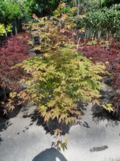 Japanse Esdoorn (Acer Palmatum 'Osakazuki') -Directplant Winkel acer palmatum osakazuki 100 125 c25