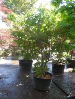 Japanse Esdoorn (Acer Palmatum 'Osakazuki') 19 Japanse Esdoorn (Acer Palmatum 'Osakazuki') -Directplant Winkel acer palmatum osakazuki 200 250 c160 1