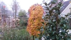 Japanse Esdoorn (Acer Palmatum 'Ryusen') -Directplant Winkel acer palmatum ryusen herfstkleur 3 1