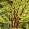 Japanse Esdoorn (Acer Palmatum 'Sangokaku') -Directplant Winkel acer palmatum sangokaku 1