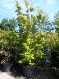 Japanse Esdoorn (Acer Palmatum 'Sangokaku') -Directplant Winkel acer palmatum sangokaku 250 300 c240