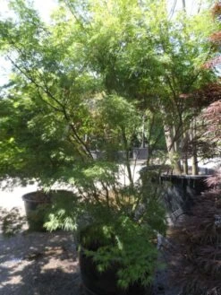 Japanse Esdoorn (Acer Palmatum 'Seiryu') -Directplant Winkel acer palmatum seiryu 225 250 c160