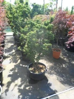 Japanse Esdoorn (Acer Palmatum 'Shishigashira') 10 Japanse Esdoorn (Acer Palmatum 'Shishigashira') -Directplant Winkel acer palmatum shishigashira 125 150 c35