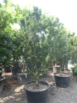 Japanse Esdoorn (Acer Palmatum 'Shishigashira') 12 Japanse Esdoorn (Acer Palmatum 'Shishigashira') -Directplant Winkel acer palmatum shishigashira solitair c285