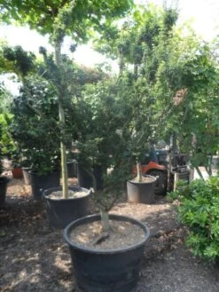 Japanse Esdoorn (Acer Palmatum 'Shishigashira') 11 Japanse Esdoorn (Acer Palmatum 'Shishigashira') -Directplant Winkel acer palmatum shishigashira solitair c285 2