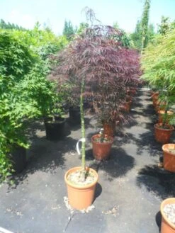 Japanse Esdoorn Op Stam (Acer Palmatum 'Tamuke Yama') -Directplant Winkel acer palmatum tamukeyama halfstam c12